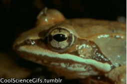 17459153661229.gif